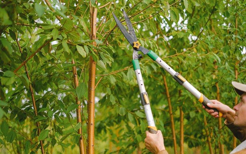 Tree trimming in Rio Grande City, TX